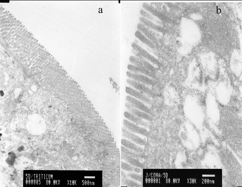 Figure 1. Electron microscopy micrographs of murine gut explants at day 10 postpartum treated with WGA (a) or with Con A (b).