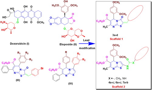 Figure 2. Rationale for designing new Topo II inhibitors.