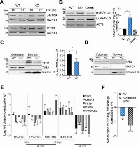 Figure 3. VTRNA1-1/vtRNA1-1 plays a key role in TFEB nuclear translocation and TFEB-driven CLEAR network genes expression. (A) Representative immunoblots for p-MTOR, total MTOR and GAPDH in Huh-7 WT and VTRNA1-1 KO cells under normal culture conditions (10% FBS). (B) Left, representative immunoblots for p-MAPK1/ERK2-MAPK3/ERK1, total MAPK1/3 and ACTB/β-actin in Huh-7 WT, VTRNA1-1 KO and complementation cells under normal culture conditions (10% FBS). Right, quantification of p-MAPK1/3 obtained by normalizing the p-MAPK1/3 and total MAPK1/3 levels by ACTB/β-actin followed by the ratio of p-MAPK1/3 over total MAPK1/3. Values are expressed as the mean values of three (for WT and KO) or two (for complementation) independent experiments ± SD normalized to WT level. (C) Left, representative nuclear/cytoplasm fractionation immunoblots for TFEB, TUBA/α-tubulin, histone H3 in Huh-7 WT and VTRNA1-1 KO cells under high starvation for 3 h. Right, quantification of TFEB nuclear levels normalized to histone H3. Values are expressed as the mean values of three independent experiments ± SD. (D) Representative nuclear-cytoplasm fractionation immunoblots for TFE3, GAPDH, histone H3 in Huh-7 WT and VTRNA1-1 KO cells under high starvation for 3 h. (E) Real-time qPCR data (mean ± SEM) of TFEB, LAMP1, CTSD, CLCN7 and ATP6V0D2 mRNA levels in Huh-7 VTRNA1-1 KO cells grown under complete medium (10% FBS – Ctrl) and starving culture conditions (0.1% FBS) for 24 h, normalized to Huh-7 WT (n = 3) and VTRNA1-1 KO-derived tumors normalized to WT-transplanted ones (WT n = 4, KO n = 9). (F) Real-time qPCR mean ± SEM data of SQSTM1/p62 in Huh-7 KO cells and derived tumors normalized to Huh-7 WT and WT-transplanted tumors respectively. P values < 0.05 were considered statistically significant and are indicated as follows: *P < 0.05; **P < 0.01; ***P < 0.001; ****P < 0.0001; ns, not significant.