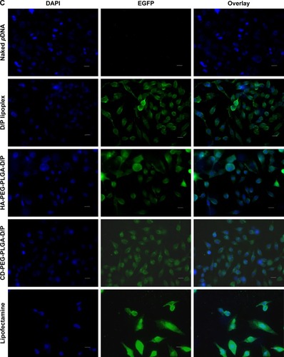 Figure 7 Transfection and confocal microscopic images of naked pDNA, D/P lipoplex, HA-PEG-PLGA-D/P NPs, CD-PEG-PLGA-D/P NPs, and lipofectamine.Notes: (A) Flow cytometric analysis indicating intracellular fluorescence intensity in CD44-negative HepG2 cells and CD44-positive U87 cells (black lines indicate control and color lines indicate different formulations). (B) Transfection in terms of MFI values in CD44-positive U87 cells and CD44-negative HepG2 cells for 12 hours by flow cytometric analysis (n=3, ***p < 0.001). (C) Confocal microscopic images of intracellular uptake in CD44-positive U87 cells (400× magnification).Abbreviations: CD, chondroitin sulfate; D/P, 1,2-dioleoyl-3-trimethylammonium-propane/pDNA; HA, hyaluronic acid; MFI, mean fluorescence intensity; NPs, nanoparticles; PEG, poly(ethylene glycol); PLGA, poly(D,L-lactide-co-glycolide).