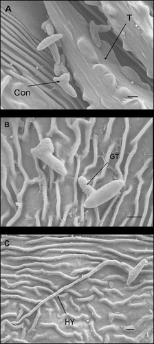 Figure 2. Scanning electron micrographs of Cornus florida ‘Cloud 9’ leaves with Discula destructiva conidia. A, Conidia (Con) begin to germinate on the leaf surface underneath the trichome (T) 1 day after inoculation (DAI). B, Germinated conidia with germ tube (GT) on leaf surface 2 DAI. C, Hypha (HY) growing from conidia 3 DAI. Bar = 2 μm.