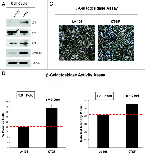 Figure 5. CTGF overexpression in fibroblasts induces a senescence phenotype. (A) Immunoblot analysis performed on control and CTGF overexpressing fibroblasts demonstrates that CTGF expression induces the upregulation of p21 (CIP1/WAF1) and of p16Ink4A, both inhibitors of cell cycle progression. No changes were detected for p19 expression levels. Conversely, CTGF expression also induces the upregulation of cyclin D1, probably as a compensatory response against senescence. Equal loading was assessed using β-actin. (B) A β-galactosidase Assay was performed by FACS analysis on control and CTGF overexpressing fibroblasts. The number of β-Galactosidase-positive cells (left) and the β-galactosidase intensity mean (right) are both increased in CTGF overexpressing fibroblasts. (C) Conventional β-galactosidase staining was also performed on control and CTGF overexpressing fibroblasts to independently confirm that CTGF overexpression induces senescence. Note that CTGF-fibroblasts have intense blue staining, indicative of increased β-galactosidase activity.