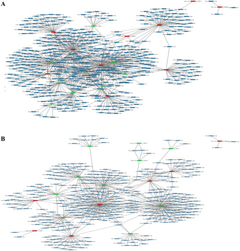 Figure 6. CircRNA-miRNA network analysis in PBMCs of RA patients relative to that of healthy controls and OA patients. TargetScan and MiRanda databases were used to analyse the potential target miRNAs (blue colour) of the top 10 upregulated (red colour) and downregulated (green colour) circRNAs in RA compared with healthy controls (A) and OA (B).