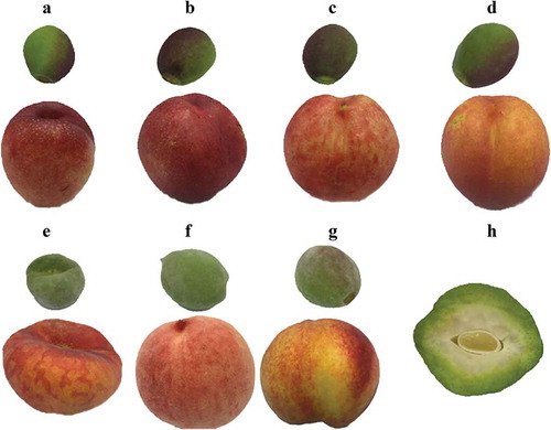 Figure 1. Appearance characteristics of thinned young and ripe fruit of 7 Chinese peaches and nectarines.
