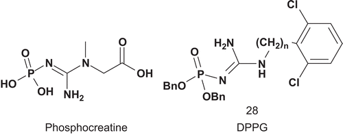 Scheme 17.  Bisubstrates for creatine kinase.