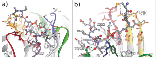Figure 5. Non-bonded interactions at the interface of antibody Rb86 and the peptide derived from tau/pS422 from 2 different perspectives a) facing the VL interface, and b) facing the VH interface. From the co-crystallized 15-mer 416–430 of tau, only the segment 419–430 (MVDpSPQLATLAD) was assignable. Hydrogen bonds indicated as green dotted lines, hydrophobic interactions indicated as magenta dotted lines, and electrostatic interactions indicated as orange dotted lines. CDR color coding as described in Fig. 1.
