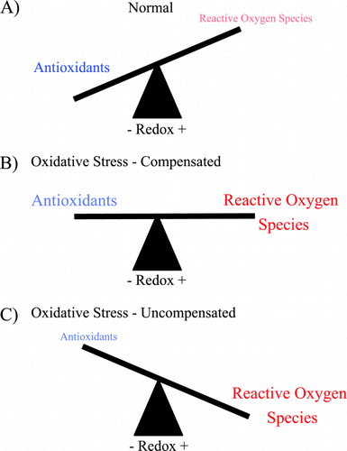 Figure 1. Oxidative stress is an imbalance between reactive oxygen species (ROS) and antioxidants. (A) Under normal conditions there are sufficient antioxidants in the lung to overcome endogenous ROS. (B) During pathologic states there is an increase in ROS that may be balanced by increase in antioxidants. (C) When either ROS production is excessive or antioxidants are inadequate, the balance is tipped toward oxidative stress and injury from ROS may occur. (Full color version available online.)