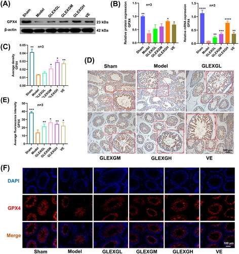 Figure 6. GLEXG treatment improved the protein and mRNA expression of GPX4. (A) Representative gel images of GPX4 in each group. (B) Relative protein and mRNA expression levels of GPX4 in each group. (C–D) Immunohistochemical staining and quantification of GPX4 in each group. (E–F) Representative immunofluorescence images and quantification of GPX4 in each group. Data are shown as the means ± SEM. *p < 0.05; **p < 0.01; ***p < 0.001; ****p < 0.0001 vs. the model group, respectively.