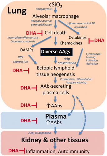 Figure 12. Putative mechanisms for cSiO2 induction of broad autoantibody repertoire by in NZBWF1 mice and targets of DHA suppression. The results presented here and previously indicate that alveolar macrophages phagocytose cSiO2 in the lung, which induces a vicious cycle of phagolysosomal permeabilization, inflammasome activation, proinflammatory cytokine/chemokine release, and cell death. Inability to remove dying cells by efferocytosis results in secondary necrosis, exposure of damage-associated molecular patterns (DAMPs), and a diversity of autoantigens (AAgs). DAMPs stimulate type I interferon-related gene expression (IRG) from plasmacytoid dendritic cells, while cytokines and chemokines recruit and activate additional immune cells. Together, these actions promote the AAg presentation, formation of ectopic lymphoid tissue, and differentiation of B-cells to plasma cells that produce diverse AAbs in the lung fluid and plasma. Upon binding their cognate AAgs, AAbs can form immune complexes (IC) that ultimately deposit in the kidney inflicting damage. The symbol ⊥ indicates steps in this putative pathway that are impaired by dietary DHA supplementation.