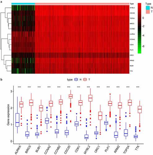 Figure 4. The differential expression of the selected key genes in the green module. (a) The heatmap showed the expression level of selected key genes among 88 normal ovarian samples and 352 SOC samples of stage III–IV. Samples were divided into two groups, normal (N), and tumor (T). Red indicated a high expression level and green indicates a low expression level; (b) The average expression level of the selected key genes visualized by boxplots. Blue indicated the normal group and red indicates the tumor group. ‘***’ indicates p < 0.001