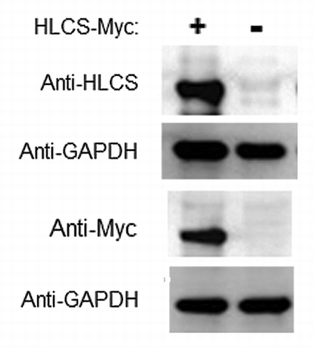 Figure 4. Transfection with plasmid FLAG/Myc-HLCS produced a stable overexpression of HLCS compared with non-transfected controls. The Myc-tagged HLCS in cell extracts was probed with anti-HLCS and anti-Myc. GAPDH was probed as loading control.