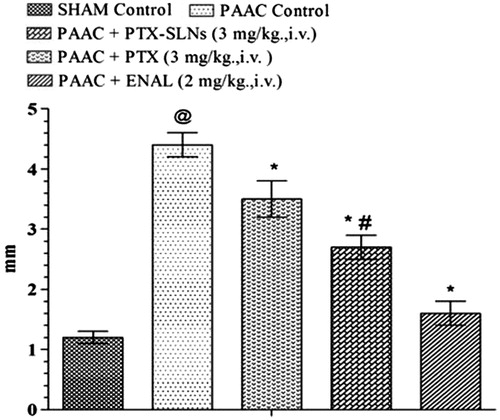 Figure 7. Effect of pharmacological interventions on LVWT. @p < 0.05 versus Sham control, *p < 0.05 versus PAAC control, #p < 0.05 versus PAAC + PTX (3 mg kg−1). PAAC, partial abdominal aortic constriction; LVWT, left ventricular wall thickness; PTX, pentoxifylline; ENAL, enalapril; PTX + SLNs, nanoparticles of Pentoxifylline.