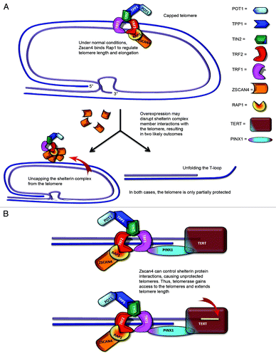 Figure 6. Proposed model of Zscan4–Rap1 interactions in telomere regulation in telomerase-positive cells. (A) TRF2/Rap1 may lose their function of protecting chromosome ends when Zscan4 binds to Rap1. Thus, Zscan4/Rap1 may bind to TRF2 in the shelterin complex of telomeric DNA. (B) The loss of TRF2/Rap1 in the telomere results in an open state (uncapped telomere end) allowing telomerase access to the 3′ overhang.
