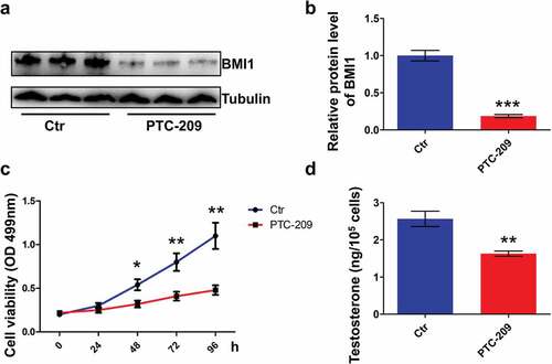 Figure 2. BMI1 is required for cell survival and testosterone production in MLTC-1 cells. (a) Western blot results for MLTC-1 cells treated with 10 μM PTC-209 for 48 h. Sample number = 3. (b) Quantification of a. (c) MTT assay for MLTC-1 cells treated with DMSO (Ctr) or 10 μM PTC-209 for the indicated time points. Sample number = 6. (d) Testosterone levels in MLTC-1 cells treated with DMSO (Ctr) or 10 μM PTC-209 for 48 h. Sample number = 6. * p < 0.05; **p < 0.01; ***p < 0.001. For (b,d), Student’s t-test; for (c), one-way ANOVA.