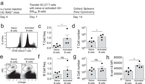 Figure 2. CD40 activated tumour-specific B cells have a limited capacity to activate naïve tumour-specific CD4 T cells.