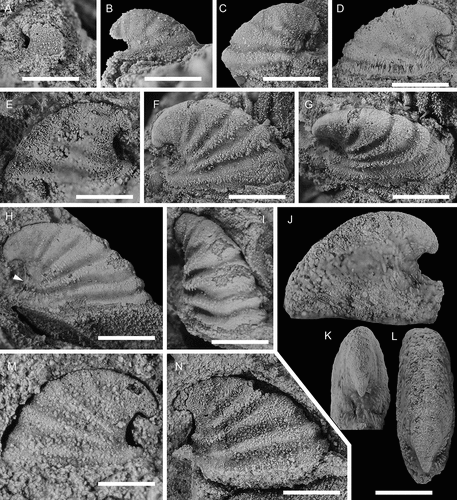 Figure 15. Davidonia cf. rostrata (Zhou & Xiao, Citation1984), with specimens arranged in an ontogenetic series. A, right lateral view (PMU 38253). B, right lateral view (PMU 37983). C, left lateral view (PMU 37984). D, right lateral view (PMU 38288). E, left lateral view (PMU 37987). F, G, right lateral and dorsal oblique views (PMU 37988/1). H, I, right lateral and anterior oblique views (PMU 37989). Arrow points to outer shell layer. J–L, left lateral, posterior and dorsal view of specimen with inner shell layer preserved (PMU 37992). M, left lateral view (PMU 37990). N, right lateral view (PMU 37991). From the Ellipsostrenua spinosa Zone at Gislövshammar, Scania, southern Sweden. Scale bars = 1 mm.