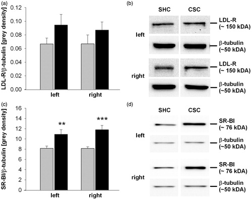 Figure 5. Effects of chronic subordinate colony housing (CSC) on adrenal low-density lipoprotein receptor (LDL-R) and scavenger receptor class B type 1 (SR-BI) protein expression. Adrenal glands of single-housed control (SHC; n = 8) and CSC (n = 8) mice were collected on day 20. Protein was extracted for determination of LDL-R (a/b) and SR-BI (c/d) protein expression [grey density] normalized to the loading control β-tubulin (b/d). Display full size SHC; Display full size CSC. Data are mean + SEM. **p < 0.01, ***p < 0.001 versus respective SHC mice (two-way ANOVA, factor CSC and factor body side). Representative images of bands detected for LDL-R (∼150 kDA; b), SR-BI (∼76 kDA; d) and respective loading control β-tubulin (∼50 kDA; b/d) are shown.