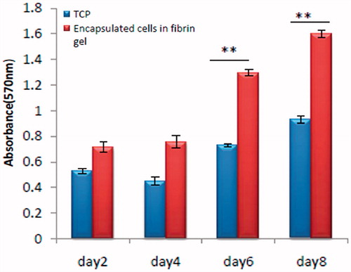 Figure 4. Determination of cell viability with MTT assay. MTT assays were explored the survival and activity of CJMSCs -derived photoreceptor-like cells seeding in fibrin gel, TCP on days 2, 4, 6 and 8 of culture. Absorbance corresponds to the number of viable cells. Data are expressed as mean 6 ± SEM of fore independent experiments performed in duplicate. **p < .001, *p < .05.