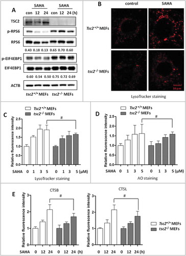 Figure 2. Activation of lysosomal function by SAHA is MTORC1-independent. (A) Tsc2+/+ and tsc2–/- MEFs were treated with 5 µM SAHA for 12 or 24 h as indicated and MTORC1 activity was analyzed by western blotting. (B) Tsc2+/+ and tsc2–/- MEFs were treated with SAHA for 12 h followed by LysoTracker Red staining and the fluorescence intensity was measured by confocal microscopy. Scale bar: 10 µm. (C) Tsc2+/+ and tsc2–/- MEFs were treated with SAHA for 12 h and then followed by LysoTracker Red staining and flow cytometry. (D) Tsc2+/+ and tsc2–/- MEFs were treated with different concentration of SAHA for 12 h as indicated, followed by staining with 1 µM acridine orange (AO) for 30 min and analyzed by flow cytometry. (E) Tsc2+/+ and tsc2–/- MEFs were treated with SAHA as indicated and then loaded with Magic Red CTSB or CTSL reagents for 15 min and measured by flow cytometry. The numeric data in panel C, D and E are presented as mean ± SD from 3 independent experiments and statistical significance is indicated in the bar chart (# P > 0.05).