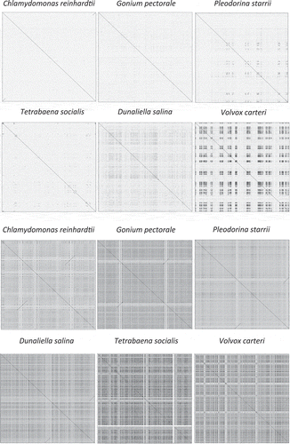 Fig. 3. Self-similarity dot-plots of organelle genomes from volvocine algae and Dunaliella salina. Mitochondrial and plastid genomes are shown on the top and bottom rows, respectively. Images generated with JDotter using 50 bp sliding window and resolution of 1000 bases/pixel. The mtDNA sequence of T. socialis shows little evidence of the high-similarity repeats found in V. carteri. The ptDNA of volvocines show a high degree of self-similarity that scales with total ptDNA sequence size.