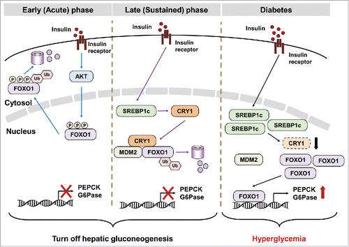 Figure 1. SREBP1c-CRY1 axis sustainably suppresses glucose production in liver. Insulin suppresses hepatic gluconeogenesis via acute and sustained responses. In early phase of insulin action, AKT-mediated FOXO1 phosphorylation leads to FOXO1degradation in cytoplasm. In addition, insulin sustainably inhibits hepatic gluconeogenesis via CRY1. SREBP1c-mediated CRY1 induction accelerates MDM2-dependent FOXO1 ubiquitination and degradation for prolonged repression of gluconeogenesis. However, the low levels of CRY1 might be one of casual factors for hyperglycemia in diabetic animals.