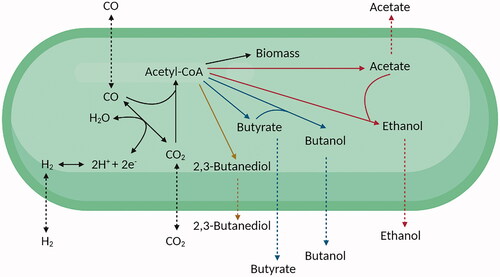 Figure 1. Schematic representation of the simplified Wood–Ljungdahl pathway of acetogens and their (native) metabolic end products [Citation1,Citation2]. Acetogenic microorganisms are able to produce different combinations of the depicted organic products, depending on their metabolism.