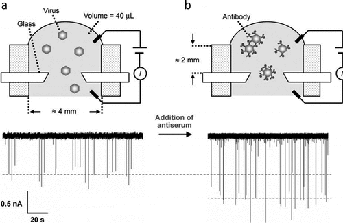 Figure 4. Characterization of antibody binding to virus particles. A) Detection of single viruses with monitoring resistive pulses (transient current reduction) upon translocation of virions through nanopore (dotted line is mean of current spikes. B) Detection of virus-antibody conjugates. Antibody addition cause volume increase of translocating particles which increase the peak amplitude upon passing through the pore. Reproduced from ref [Citation20]. with permission of John Wiley & Sons, Ltd