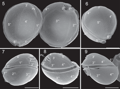 Figs 5–9. Scanning electron microscopy (SEM) micrographs of Coolia malayensis (strain UNR-02). Fig. 5. Apical and antapical view. Fig. 6. Oblique view of the epitheca. Fig. 7. Left lateral view. Fig. 8. Right lateral view. Fig. 9. Left-dorsal thecal plate view. Scale bars: 10 µm.