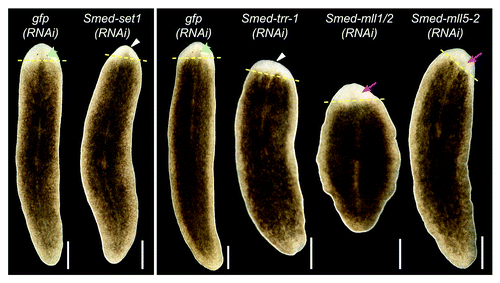 Figure 3.set1/mll family knockdown phenotypes. Planarians were fed bacterially expressed double-stranded RNA targeting each set1/mll gene and then transected anterior to the pharynx and observed during regeneration. gfp(RNAi) serves as a negative control. Animals in the left panel were fed three times over one and a half weeks and imaged after six days of regeneration. The animals in the right panel were fed six times over three weeks and imaged after seven days of regeneration. Yellow dashed lines mark the plane of amputation. White triangles indicate reduced blastema growth, green arrowheads indicate normal photoreceptors, and magenta arrows indicate lack of or underdeveloped photoreceptors. Anterior is up. Scale bars = 0.5 mm.