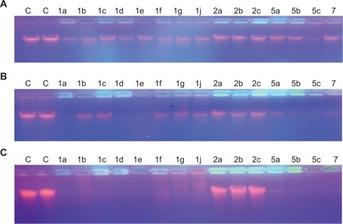 Figure 4 The degradation effect of the bichalcophene series on the genomic DNA isolated from Escherichia coli strain K91.