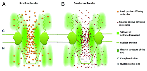 Figure 4. Diagrams showing the relative spatial locations of distinct transport routes in the NPC. (A) Spatially, signal-independent small molecules (golden particles) diffuse through an axial central conduit and exhibit slight overlap with the Imp β1 transport pathway (green cloud, a brighter color indicates a higher probability density) at their interface. (B) Smaller molecules (purple particles) diffuse farther into the Imp β1-occupied peripheral filamentous regions.