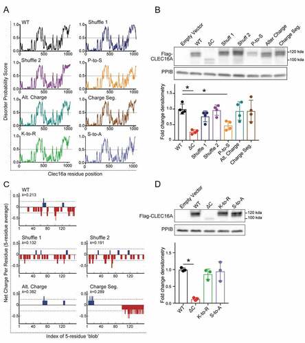 Figure 7. Proline bias within the CLEC16A C-terminal IDPR is necessary for CLEC16A stability. (A) Disorder propensity score for CLEC16A mutants as determined by IUPred2. (B) Representative Flag WB (with quantification by densitometry of all studies below) of Flag-CLEC16A WT, Flag-CLEC16A ∆C, as well as C-terminal IDPR mutants following transfection in 293 T cells. n = 4/group. C-terminal IDPR mutants include P-to-S (AA892-1050 proline to serine mutant), Alt. charge (alternate charge mutant), and Charge seg. (charge segregation mutant). (C) Net charge per-residue for listed CLEC16A mutants, calculated as an average net-charge per residue over a 5-residue “blob”. Kappa (K) scores indicates the degree to which charged residues are intermixed and were generated by CIDER (52). *p < 0.05. (D) Representative Flag WB (with quantification by densitometry of all studies below) of Flag-CLEC16A WT, Flag-CLEC16A ∆C, as well as C-terminal pan-lysine to arginine (K-to-R) or pan-serine to alanine (S-to-A) mutants following transfection in HEK293T cells. n = 3/group.