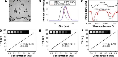 Figure 2 Characterization of NPs. TEM images of plain IONPs (A). Hydrodynamic sizes (B) and FTIR spectra (C) of NPs. T2 relaxation rate (1/T2, S−1) of plain IONPs (D), EGFP-IONPs (E) and EGF1-EGFP-IONPs (F) in aqueous dispersion. Insets show corresponding T2-weighted phantom images with different concentrations of iron.Abbreviations: EGF1, epidermal growth factor-like domain-1; EGFP, enhanced green fluorescent protein; IONPs, iron oxide nanoparticles; NPs, nanoparticles; TEM, transmission electron microscopy; FTIR, Fourier transform infrared spectroscopy.