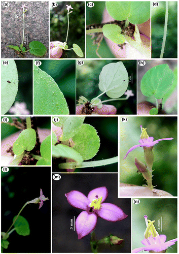 Figure 2. Phyllagathis indica J.Mathew, Yohannan & Kad.V.George, sp.nov. ( (a,b) Habit; (c) Cordate leaf base; (d) A portion of peduncle with glandular hairs; (e,f) Leaf serrations (a portion enlarged, abaxial and upper sides); (g,h) Mature leaf (abaxial and upper view); (i,j) Young leaves with glandular hairs and deep serrations; (k) Opened flower; (l) Inflorescence; (m) Flower; (n) Dorsifixed stamen and crested stigma).