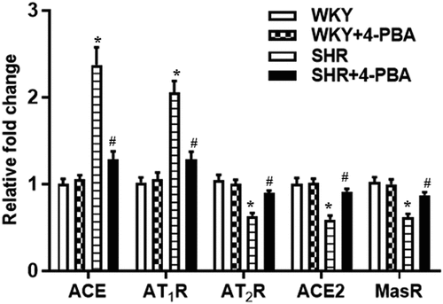 Figure 4. Effect of the ER stress inhibition on the mRNA levels of RAS components in primary cultures of RPT cells from WKY rats and SHRs. The RPT cells were treated with vehicle or 4-PBA (1 mmol/L) for 24 h. (A) mRNA expressions of RAS components including ACE, AT1R, AT2R, ACE2, and MasR were determined by qRT-PCR. Data are expressed as the means ± S.E.M (n = 6/group). *P<.05 vs. WKY; #P<.05 vs. SHR.