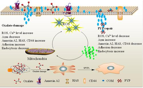 Figure 9 Mechanism of adhesion and endocytosis of nano-COM crystals in damaged HK-2 cells before and after repair by PYPs with different –OSO3– content.