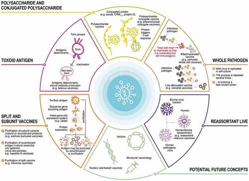 Figure 1. Different types/classes of vaccines. Vaccines are produced using different processes. Vaccines may contain live attenuated pathogens (usually viruses), inactivated whole pathogens, toxoids (an inactivated form of the toxin produced by bacteria that causes the disease), or parts of pathogens (e.g., natural or recombinant proteins, polysaccharides, conjugated polysaccharide or virus-like particles). Adapted from.Citation35