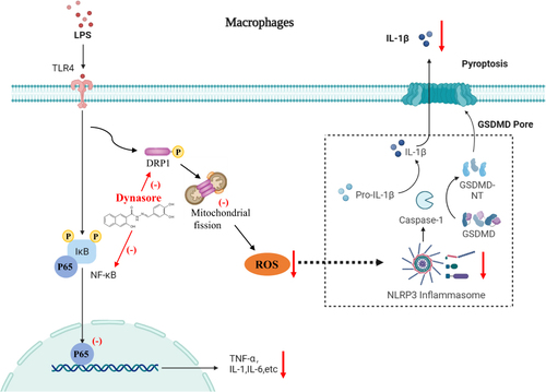 Figure 7 The signaling mechanism diagram of dynasore alleviates inflammation in macrophages and acute lung injury.