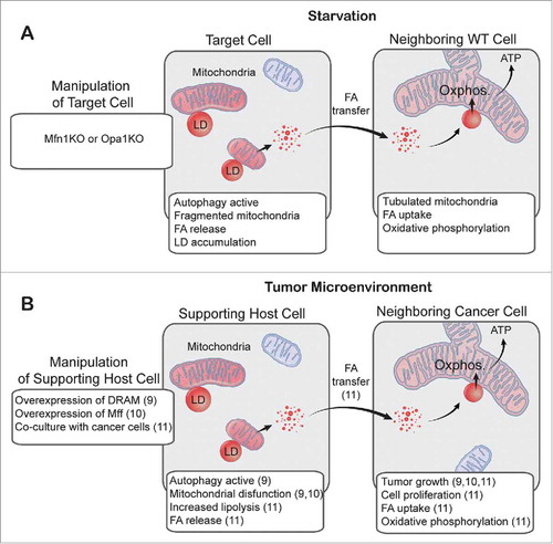 Figure 1. Intra- and intercellular fatty acid trafficking in starved cells and in the tumor microenvironment. (A) We showed that in starved cells with impaired mitochondrial fusion (mitofusin 1 knockout [Mfn1 KO] and optic atrophy 1 knockout [Opa1 KO]), fragmented mitochondria received highly variable amounts of fatty acids (FAs). These FAs were not efficiently metabolized, resulting in increased FA storage within lipid droplets (LDs) and transfer of FAs to neighboring wild-type (WT) cells. (B) This is analogous to a 2-compartment model of tumor metabolism, in which upregulated autophagy, fragmentation of mitochondria, or increased lipolysis in supporting host cells promotes tumor growth, presumably through intercellular transfer of FAs. Numbers in parentheses refer to references. Oxphos., oxidative phosphorylation; DRAM, damage-regulated autophagy modulator; Mff, mitochondrial fission factor.