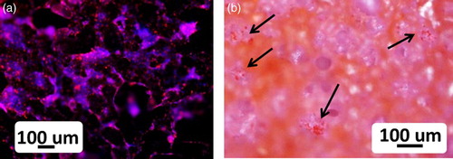 6 HOS osteoblast cells on CEL2 scaffold after 2 days of incubation: images of a fluorescence microscope (DAPI/Vybrant fluorescent dyes) and b light microscope (eosin staining), showing cells both on surface and inside scaffold pores (arrows); both stainings, fluorescence and eosin staining, revealed good osteoblastic cell attachment and development