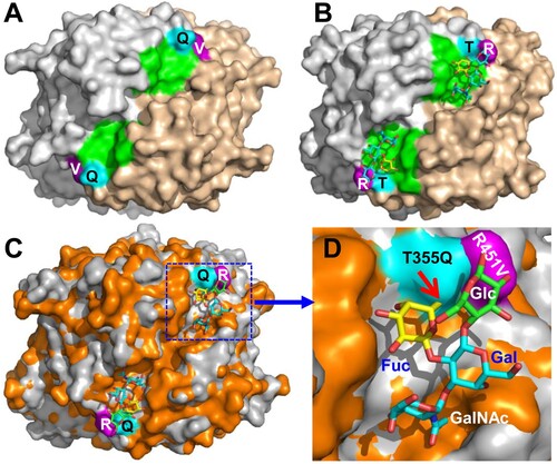 Figure 7. Structural comparisons of the glycan binding sites between the GII.3 TV24 and the GII.11 VA34. (A and B) Top views of the surface structures VA34 (A) and TV24 (B) P dimers (surface model with two monomers coloured as grey and sand) with the indication of the proved HBGA binding sites (HBSs, green) of TV24 (B) and the corresponding location (green) of VA34 (A). Two major mutations, T/Q355 (cyan) and R/V451 (purple) at this region of VA34 (numbered based on GII.11 VA34, see Figure 4 for details) are shown. (C and D) Superimposition of the top surface structures of the TV24 (grey) and VA34 (orange) P dimers (C) with a closeup of the HBS locations in (D), highlighting the T355Q (cyan) and the R451 V (purple) mutations (numbered based on GII.11 VA34). The type A tetrasaccharides that bind TV24 are shown in a stick model with indication of the four sugars individually. The red arrow indicates the clash between the Q355 and the Fuc.