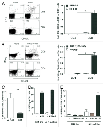 Figure 3. Potent peptide vaccines induce the upregulation of CD40L on CD8+ T cells. (A and B) BALB/c (A) or C57BL/6 (B) mice (n = 3/group) were immunized with 100 μg of AH1-A5 or TRP2180–188 peptide, respectively. In both cases, after 10 d splenocytes derived from treated mice were cultured with or without the corresponding peptide and 5 h later IFNγ production and expression of CD40L was analyzed on CD8+ or CD4+ T cells by flow cytometry. Left, dot plots showing the results of the analysis of a representative mouse relative to a no peptide (pep) control. Right, bar graphs showing the mean ± SEM (n = 3) of a single experiment. Results are representative of 3 independent experiments. (C) Cytofluorometric analysis of expression of IFNγ and CD40L in splenocytes derived from AH1-A5-immunized mice and stimulated in vitro with peptide AH1 for 5 h. (D and E) CD8+ T cell lines specific for AH1 or AH1-A5 were stimulated for 5 h with peptide epitopes and expression IFNγ (D) or IFNγ and CD40L (E) were analyzed by immunofluorescence staining and flow cytometry. Statistical analyses were performed by Mann–Whitney U tests; * P < 0.05; ** P < 0.01.