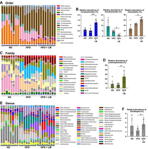 Figure 7 Remodeling of the gut microbiome in mice fed with an oral supplement of limonite. Mice received a high-fat diet (HFD, n=8), a high-fat diet with limonite supplement (HFD+LM, n=8), or a normal diet (ND, n=8). Fecal samples were collected from each mouse, and DNA was extracted for sequencing the small subunit ribosomal RNA hypervariable regions as described under Materials and Methods. An evaluation was performed at order (A and B), family (C and D), and genus (E and F) levels. Data are the means ± S.D. Statistical analysis was performed by Kruskal–Wallis ANOVA with Dunn’s test. *p<0.05; **p<0.001.