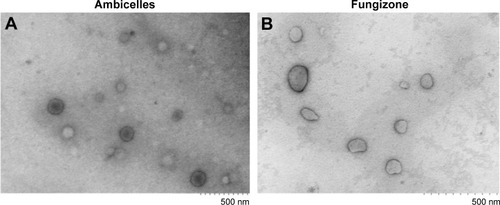 Figure 2 Transmission electron micrographs of (A) Ambicelles and (B) Fungizone®.