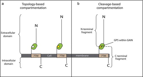 Figure 2. Compartmentation models of Adhesion G protein-coupled receptors structure. (a) The topology-based compartmentation model with an extracellular domain and intracellular domain separated by the 7TM domain. (b) The cleavage-based compartmentation model with an N-terminal fragment and a C-terminal fragment separated by the cleavable GPS motif. The compartmentation models are illustrated as per [Citation15] and [Citation16] on the examples of ADGRG1 and ADGRG5, two receptors with both agonist and antagonist molecules reported. Abbreviations: GPS, GPCR proteolysis site; 7TM, 7-transmembrane domain