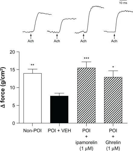 Figure 2 Effect of ipamorelin (1 µM) and ghrelin (1 µM) on gastric smooth muscle contractility induced by ACh at 100 µM isolated from a rat model of POI.