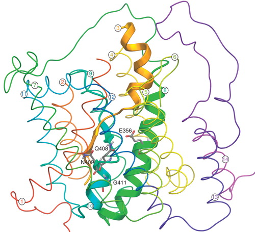 Figure 1. 3D modelled structure of UapA consisting of 14 α-helical TMDs and cytoplasmically located N- and C-termini (based on Amillis et al. Citation2011). TMDs 3, 8 and 10 predicated to be involved in substrate binding are indicated by the thick ribbons while all other residues are indicated by the thin ribbons. The residues relevant to this work (E356, Q408, N409, G411) are located on TMDs 8 and 10 and are shown as stick models. This figure is reproduced in color in the online version of Molecular Membrane Biology.