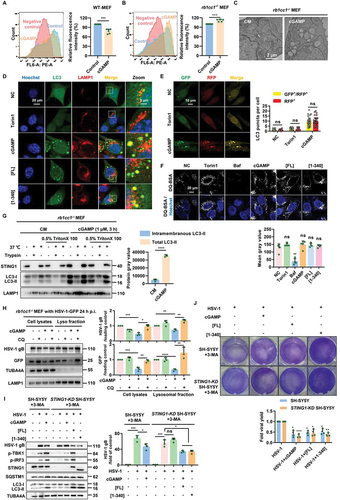 Figure 7. Non canonical autophagy induced by STING1 can degrade the virus through lysosomes.(A-B) Flow cytometry was performed to analyze the fluorescence intensity within the WT MEF (A) and rb1cc1-/- MEF (B) cells, and the histograms represent the relative average fluorescence intensity of 10,000 cells from different samples. Negative control: cells without AHA labeling but were subjected to click reaction. Data for the relative signal intensity were expressed as the ratio of 1 μM of cGAMP treated for 6 h cells to the untreated control cells. (C) Representative images of transmission electronic microscope of rb1cc1-/- MEF cells stimulated with 1 μM of cGAMP for 6 h. (D) Colocalization of NCA autophagosomes and lysosomes induced by STING1. rb1cc1-/- MEF cells stably expressing GFP-LC3 were treated with indicated chemicals (torin1, 2 μM; cGAMP, 1 μM) for 6 h, or transfected with STING1 plasmids (STING1[FL] or STING1 [1-340]) for 24 h, followed by immunostaining of LAMP1 (red). Scale bar: 20 µm. (E) rb1cc1-/- MEF cells which containing endogenous STING1 expressing were transiently transfected with RFP-GFP-LC3 plasmid. After 24 h expression, cells were then harvested and re-seeded on confocal culture dish. Cells were treated with indicated chemicals (torin1, 2 μM; cGAMP, 1 μM) for 6 h, followed by fixation. The colocalization of GFP and RFP puncta was examined and quantified. Scale bar: 10 µm. At least 50 cells were counted from each group. (F) Representative single-plane confocal micrographs of WT HeLa cells incubated with DQ-Red BSA were starved for 2 h by EBSS in the absence or presence of 500 nM Baf, 2 μM torin1, 1 μM cGAMP or transfected with STING1 plasmids (STING1[FL] or STING1 [1-340]) for 24 h. The cell nucleus is stained using DAPI (blue). Scale bar: 20 µm. And then assessed for average fluorescence value of DQ-BSA in the right panel. At least 50 cells were counted from each group. (G) Protease protection assay of homogenates from rb1cc1−/− MEF cells treated with 1 μM of cGAMP for 3 h. Diagrams show subcellular location of LC3-II and endogenous STING1 detected by western blotting. (H) Detect the virus content in lysosomes. Rb1cc1-/- MEF cells which contain endogenous STING1 were infected with HSV-1 virus at MOI = 5. After 24-h infection, cells were harvested and re-seeded on culture dish. Cells were then treated with indicated chemicals (CQ, 40 μM; cGAMP, 1 μM) for 6 h. Lysosomal fraction was collected, followed by immunoblotting with indicated antibodies. Representative data were shown from three independent experiments; n = 3.