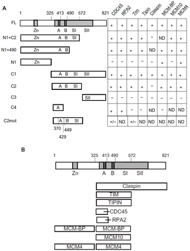 Figure 10 Summary of binding of MCM6 fragments with MCM-interacting proteins.