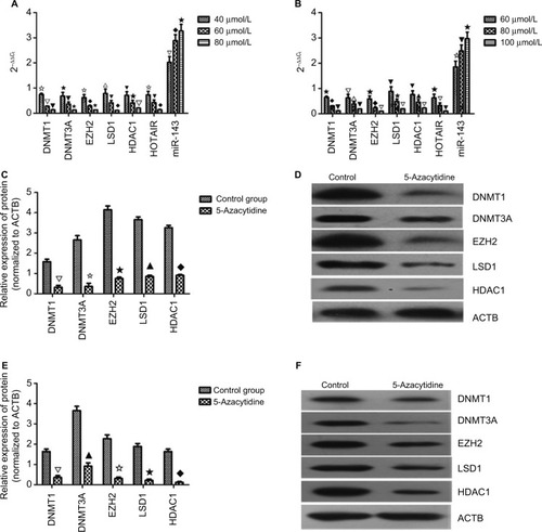 Figure 4 mRNA and protein level after drug treatment.Notes: (A) In K562 cells, the mRNA level of DNMT1, DNMT3A, EZH2, LSD1, HDAC1, HOTAIR, and miR-143 was decreased in a concentration-dependent manner (✩▽▼ P<0.05, ★▼✩ P<0.05, ✩◆★ P<0.05, ∆▼◆ P<0.05, ▼★▽ P<0.05, ✩▼◆ P<0.05, ▽◆★ P<0.05). (B) In KCL22 cells, the mRNA level of DNMT1, DNMT3A, EZH2, LSD1, HDAC1, HOTAIR, and miR-143 was decreased in a concentration-dependent manner (★◆▼ P<0.05, ▽△▼ P<0.05, ★◆▽ P<0.05, ▼★▽ P<0.05, ▼▲▽ P<0.05, ★▽▼ P<0.05, ✩▼★ P<0.05). (C and D) In K562 cells, the protein level of DNMT1, DNMT3A, EZH2, LSD1, and HDAC1 was decreased in a concentration-dependent manner (∆✩★▲◆ P<0.05). (E and F) In KCL22 cells, the protein level of DNMT1, DNMT3A, EZH2, LSD1, and HDAC1 was decreased in a concentration-dependent manner (∆▲✩★◆ P<0.05).